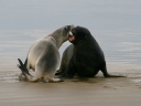 catlins (21)